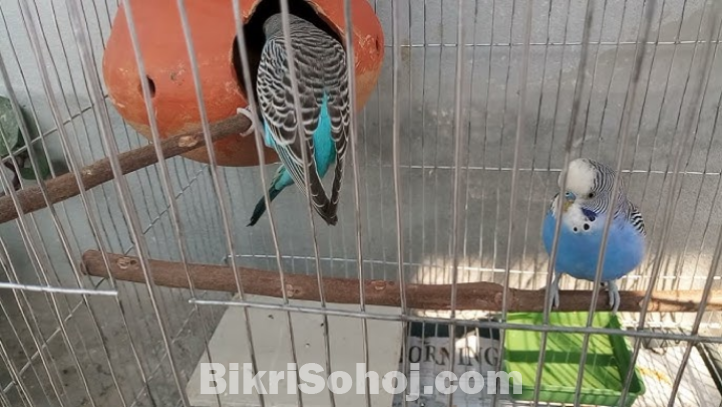 ৬ জোড়া বাজরিগর পাখি বিক্রয়